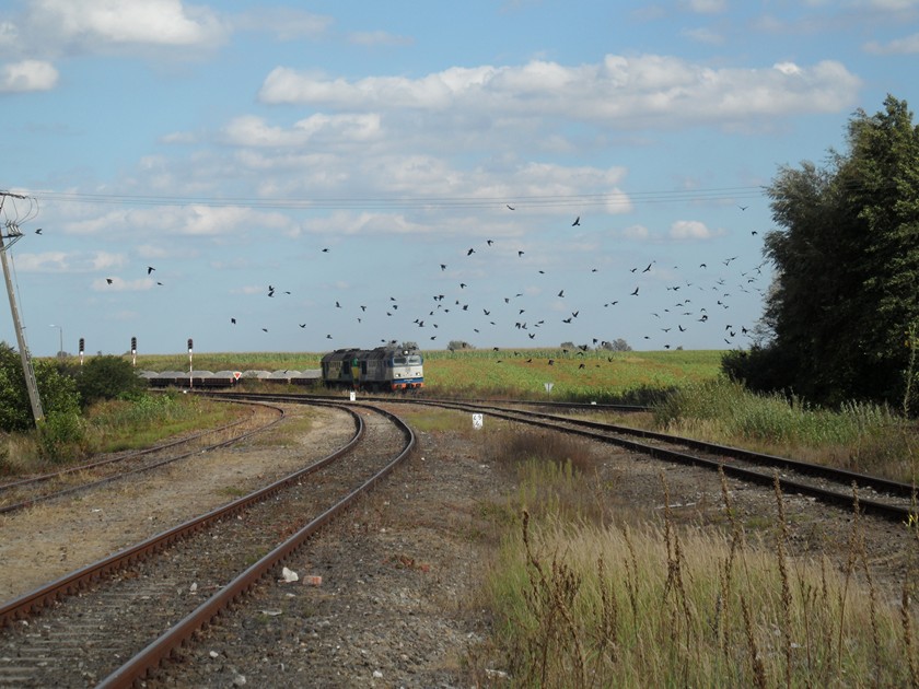 Ptaki atakują pociąg